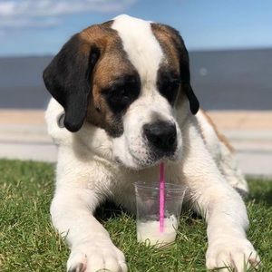 Meet your Posher, Bradley